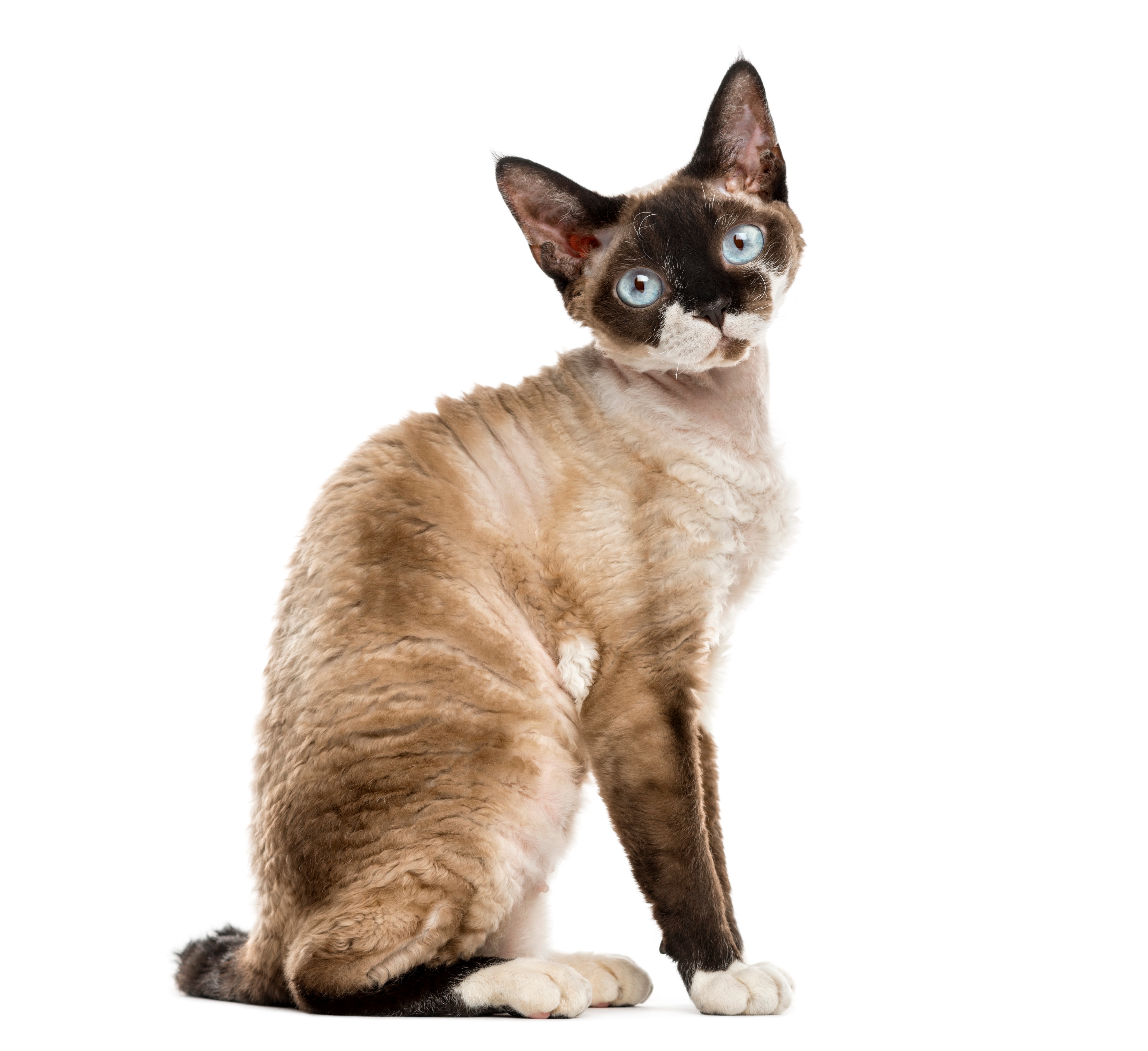 Devon rex kijiji fashion